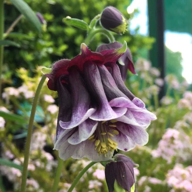 Aquilegia vulgaris 'Double Mix' Seeds
