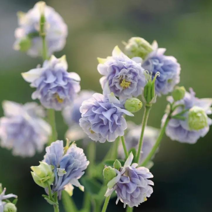 Aquilegia vulgaris 'Double Mix' Seeds
