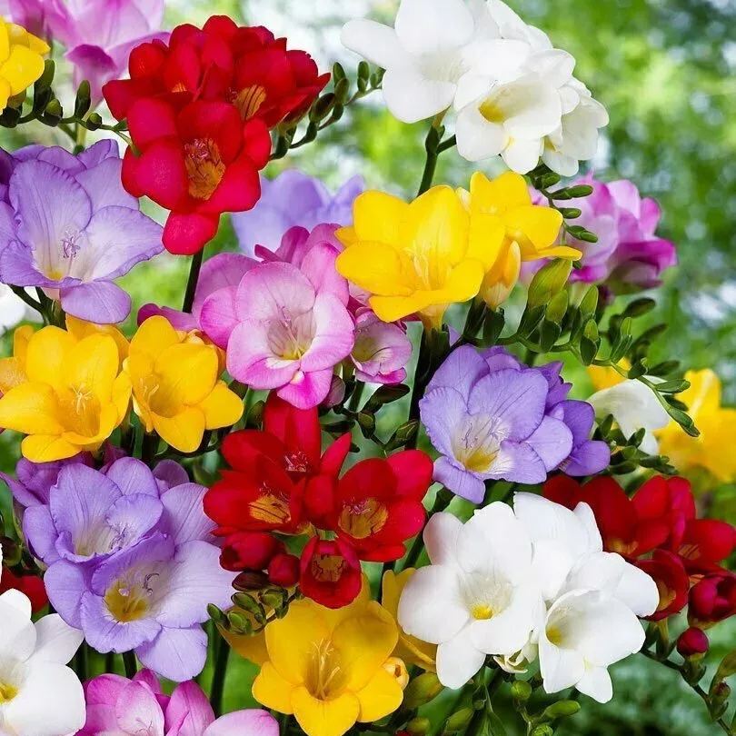 🌺Freesia Bulbs - Mix colors🌸Charming floral scent🪴Suitable for garden or bonsai planting