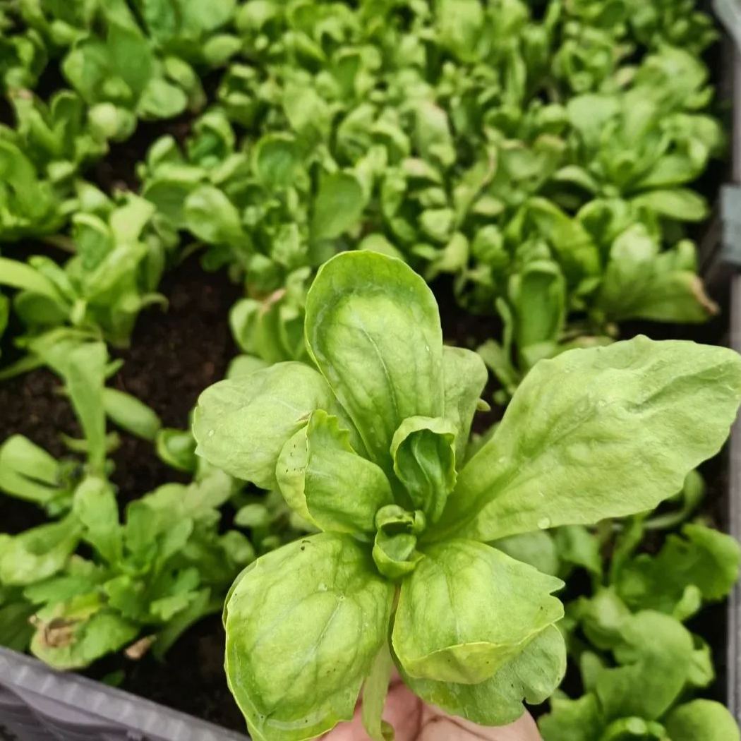 Crown Daisy Seeds, Tongho Seeds, Tong How Seeds