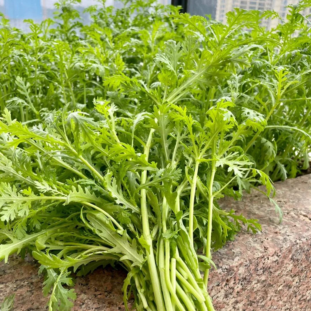 Crown Daisy Seeds, Tongho Seeds, Tong How Seeds