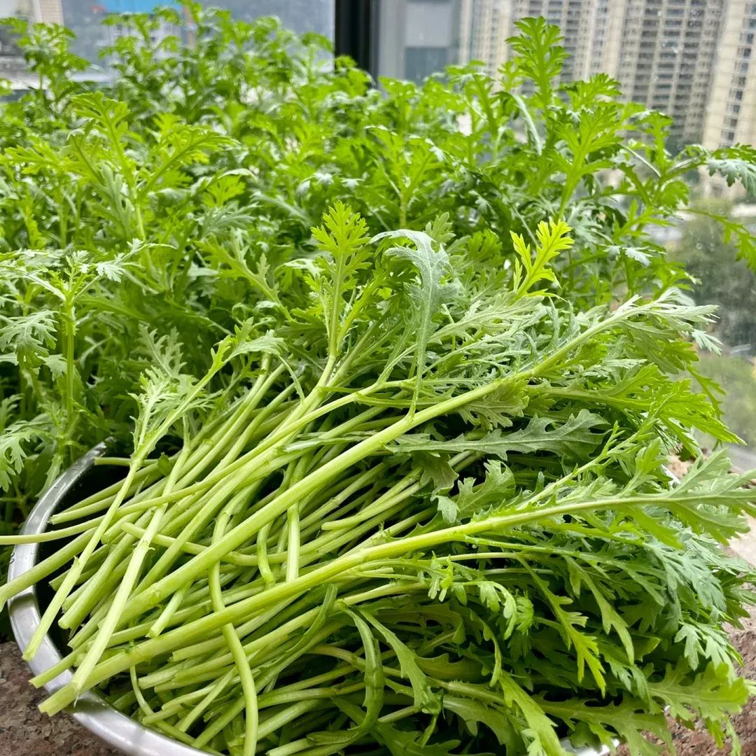 Crown Daisy Seeds, Tongho Seeds, Tong How Seeds