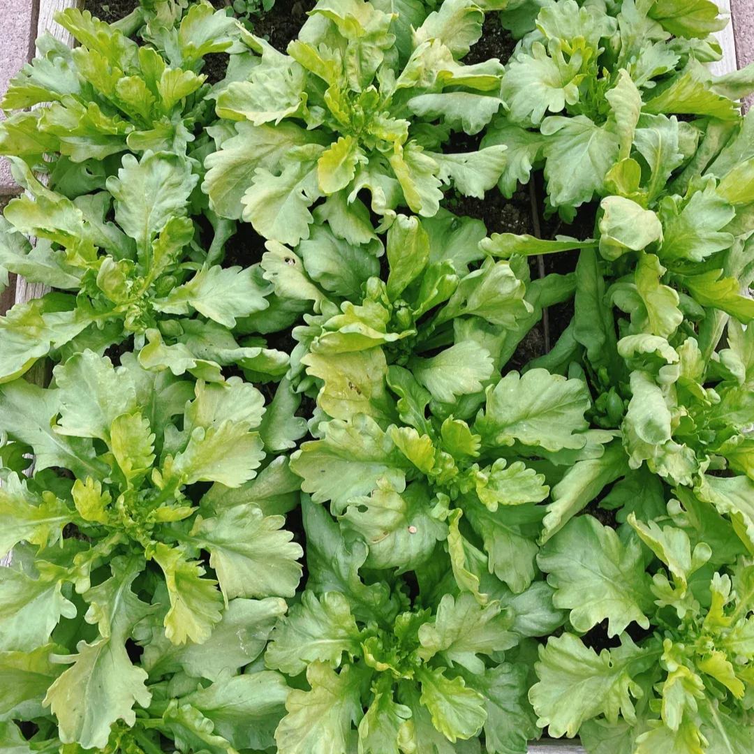 Crown Daisy Seeds, Tongho Seeds, Tong How Seeds