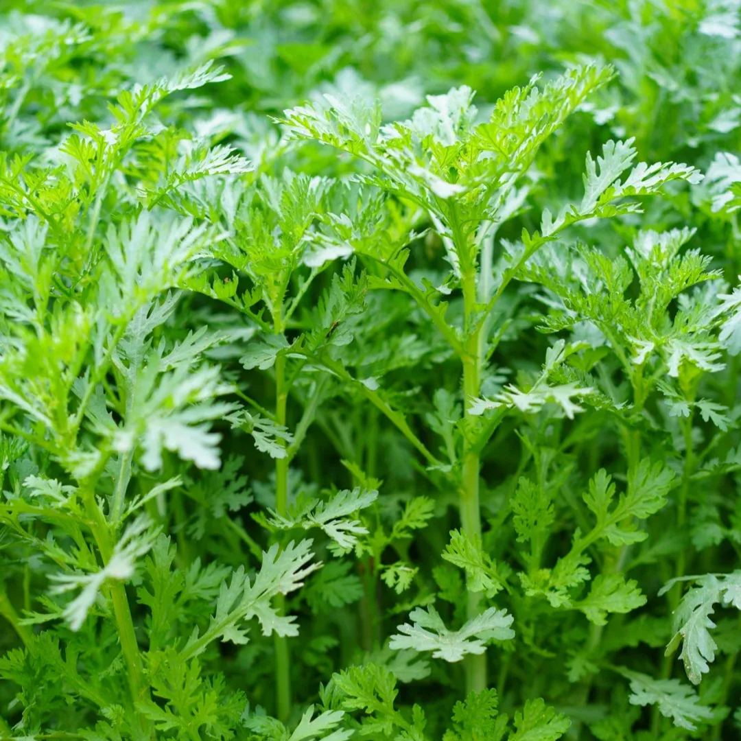 Crown Daisy Seeds, Tongho Seeds, Tong How Seeds