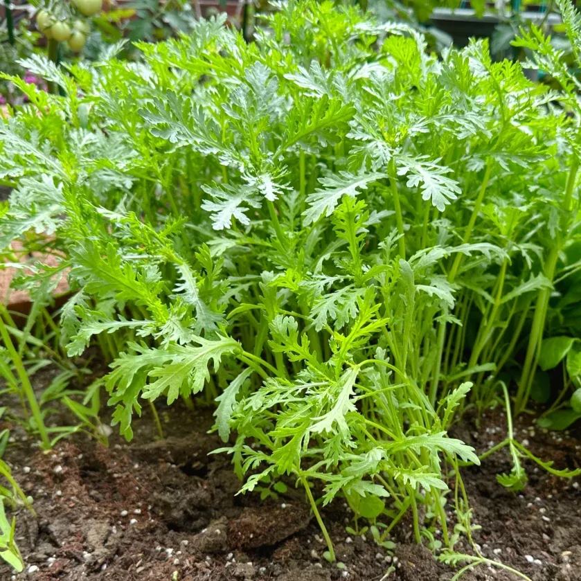 Crown Daisy Seeds, Tongho Seeds, Tong How Seeds