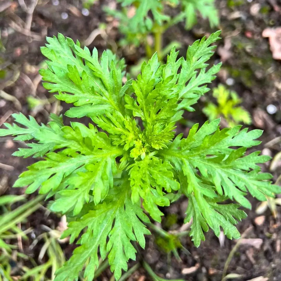 Crown Daisy Seeds, Tongho Seeds, Tong How Seeds