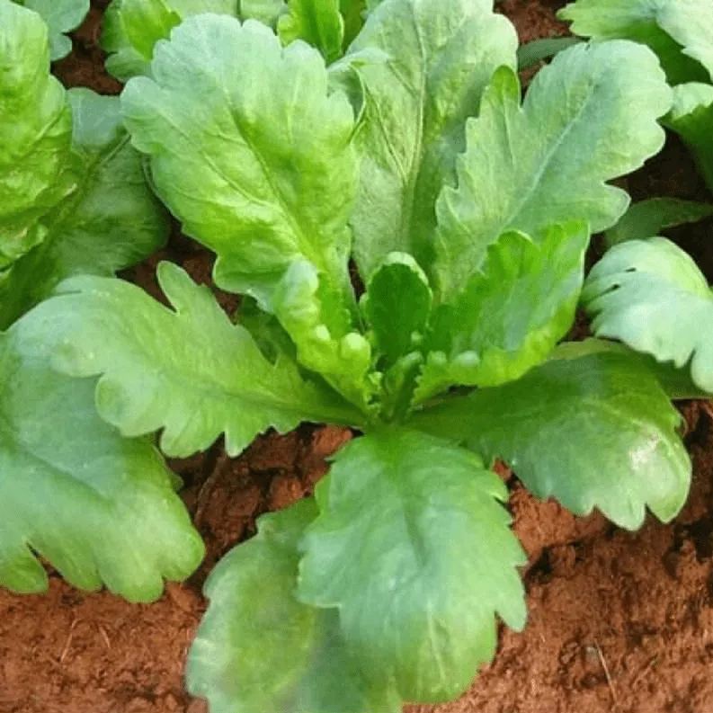 Crown Daisy Seeds, Tongho Seeds, Tong How Seeds