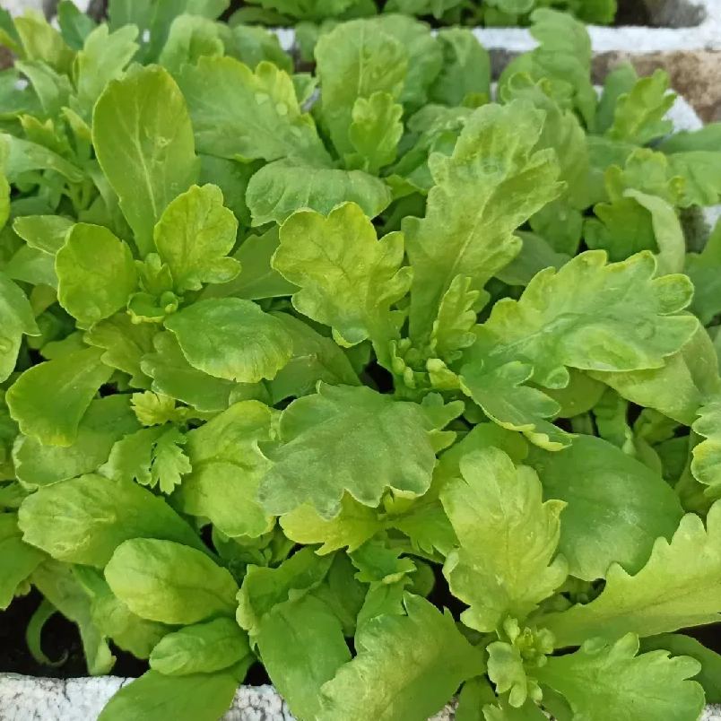 Crown Daisy Seeds, Tongho Seeds, Tong How Seeds