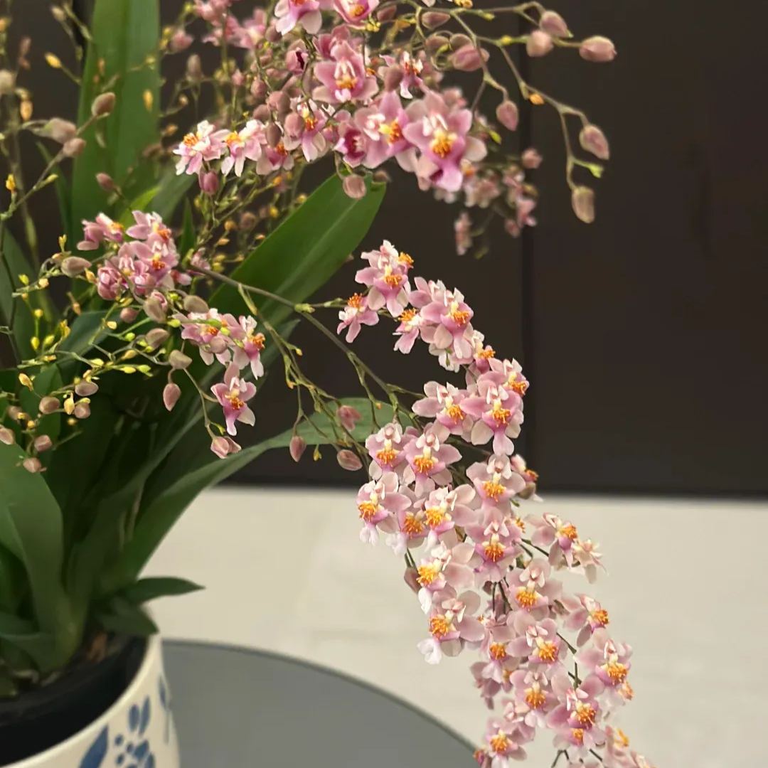 Mini Oncidium Potted Seeds 🫧💫Perennial Plants