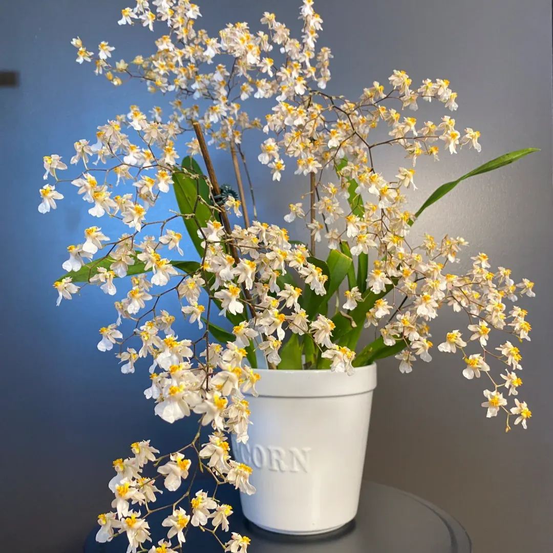 Mini Oncidium Potted Seeds 🫧💫Perennial Plants