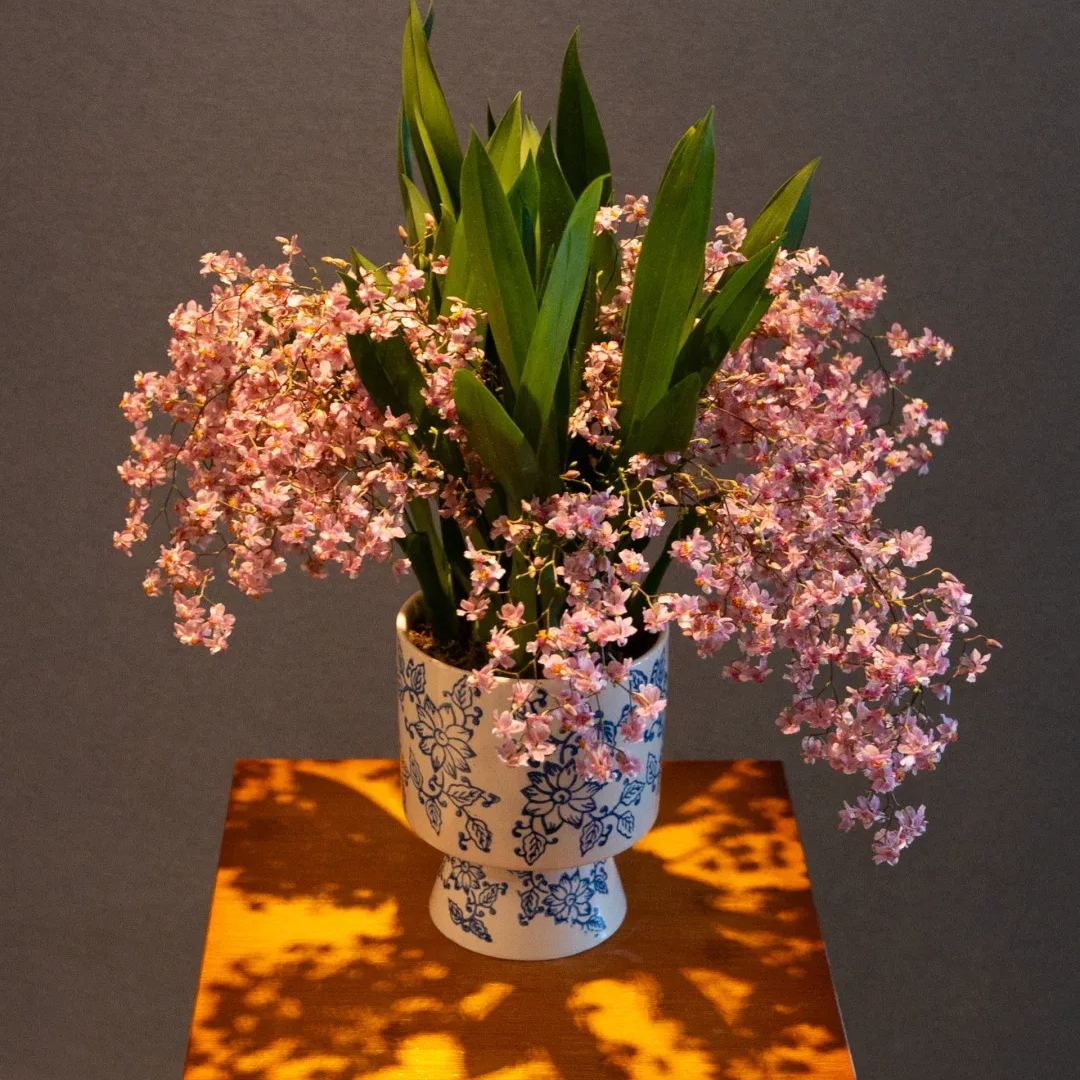 Mini Oncidium Potted Seeds 🫧💫Perennial Plants