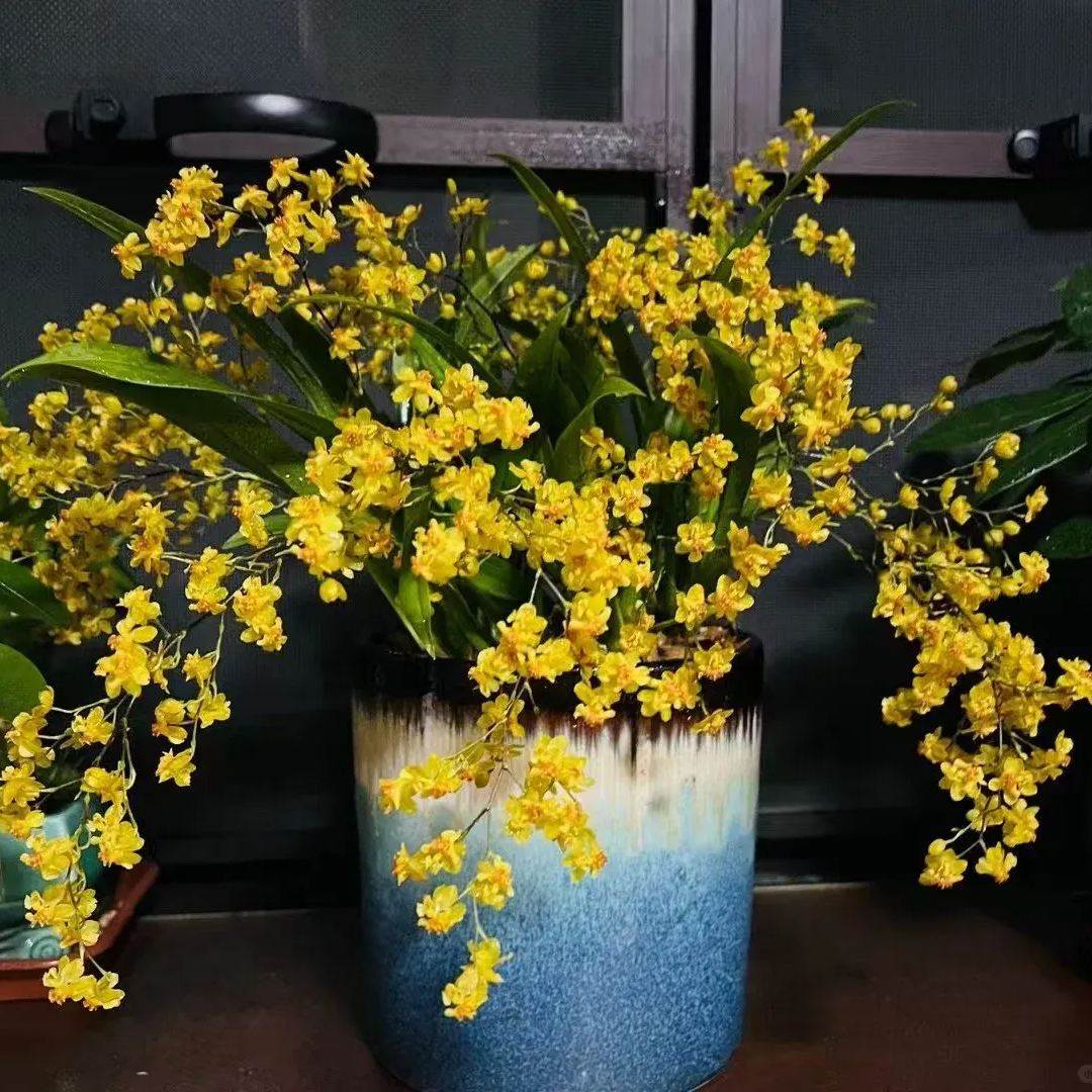 Mini Oncidium Potted Seeds 🫧💫Perennial Plants