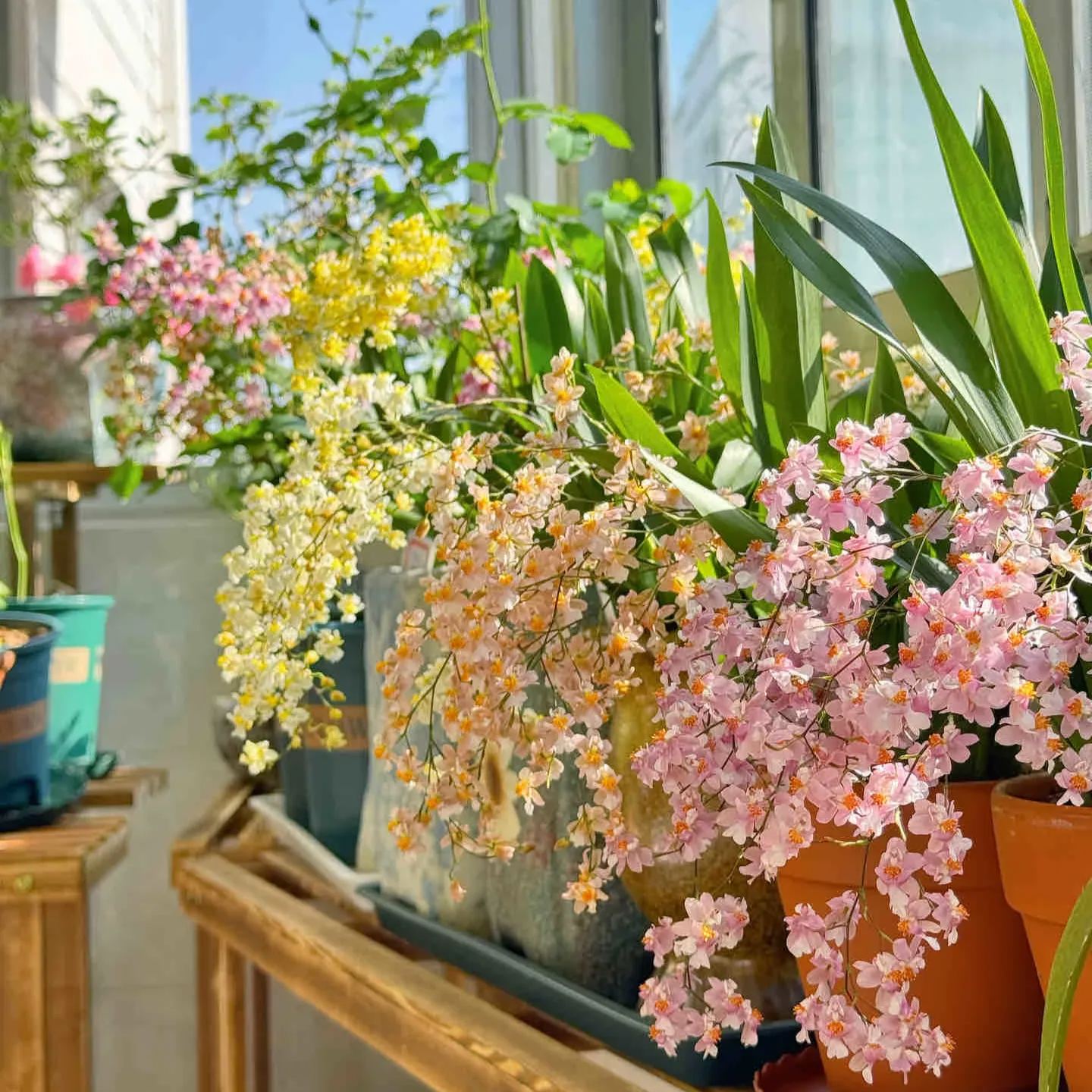 Mini Oncidium Potted Seeds 🫧💫Perennial Plants