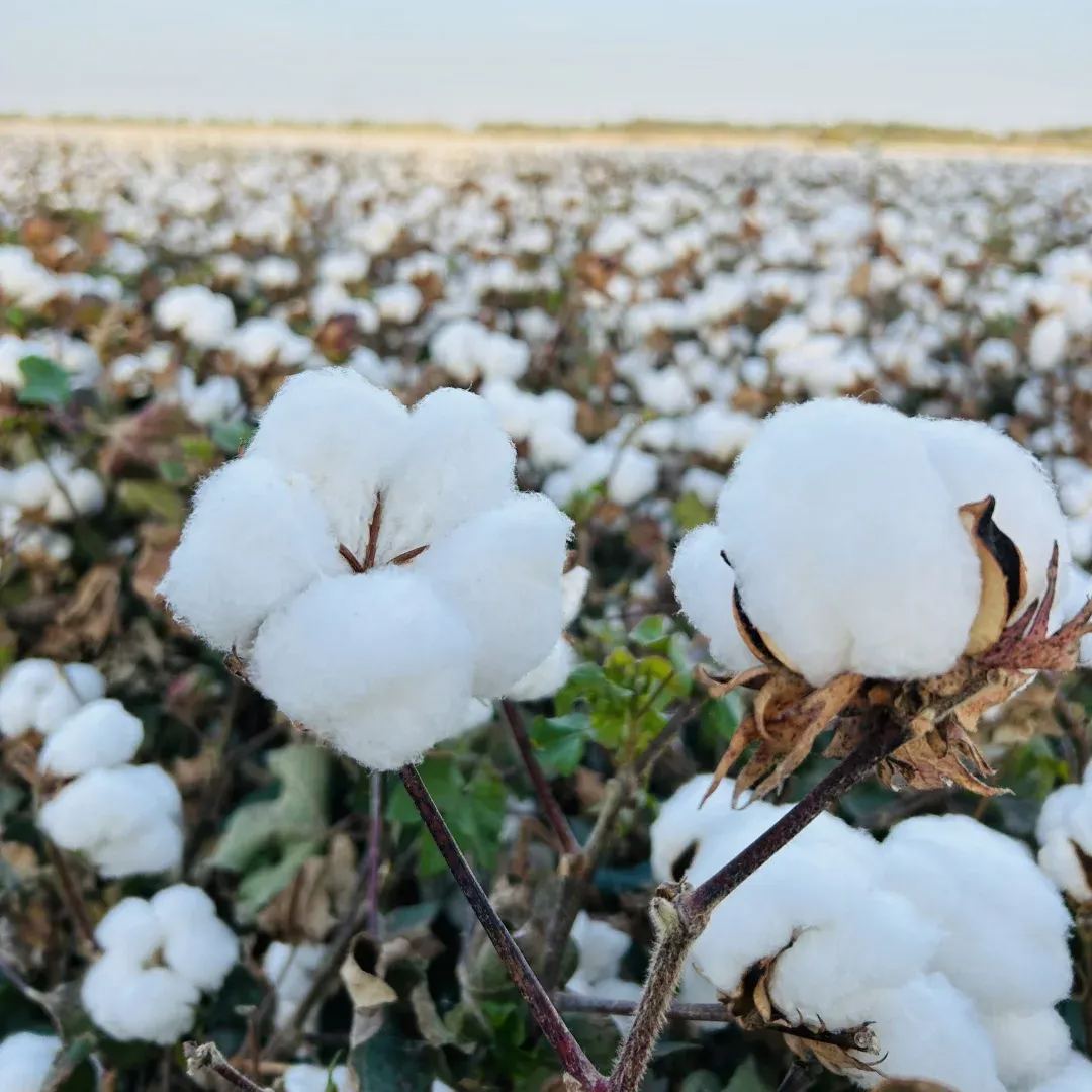 Cotton plant seeds