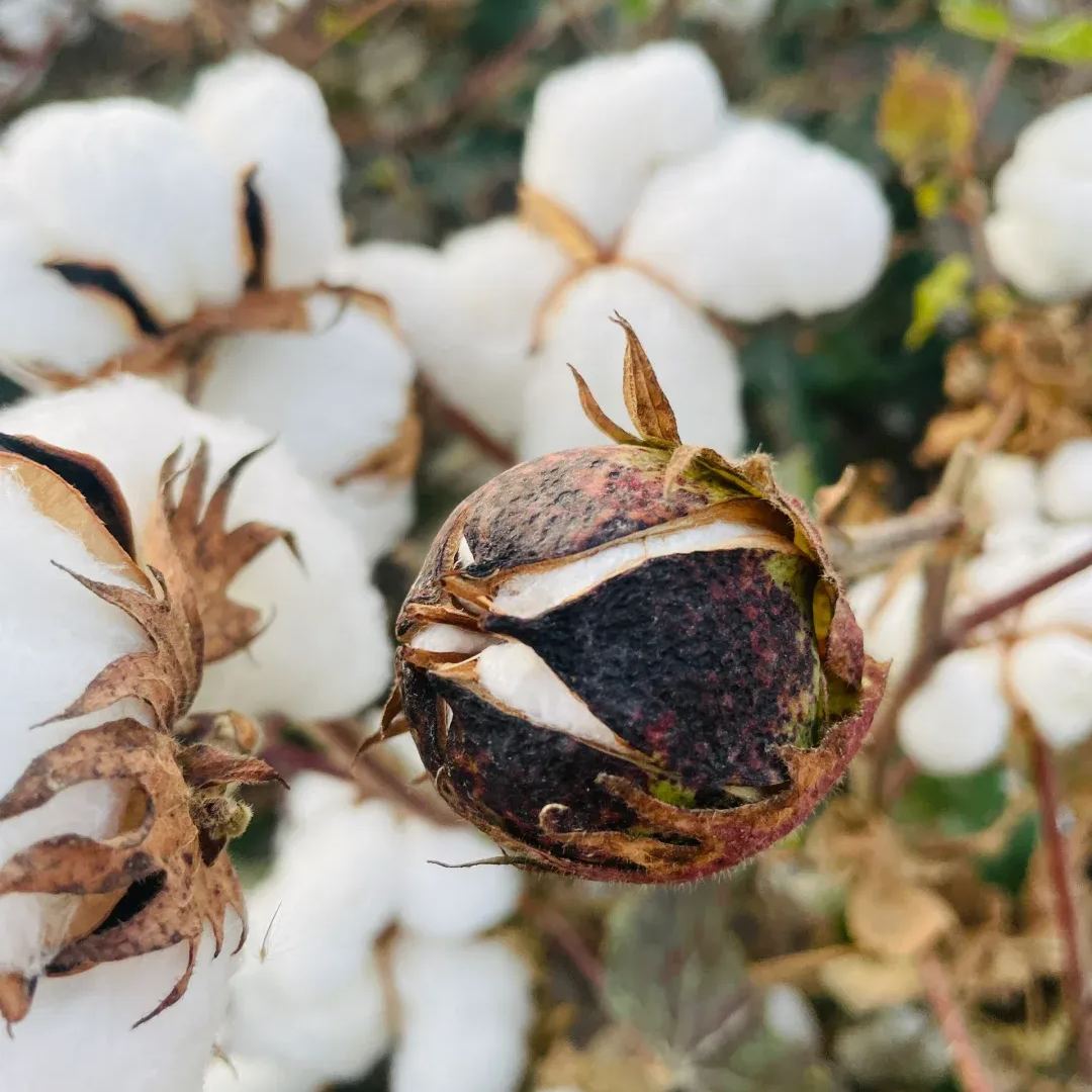Cotton plant seeds