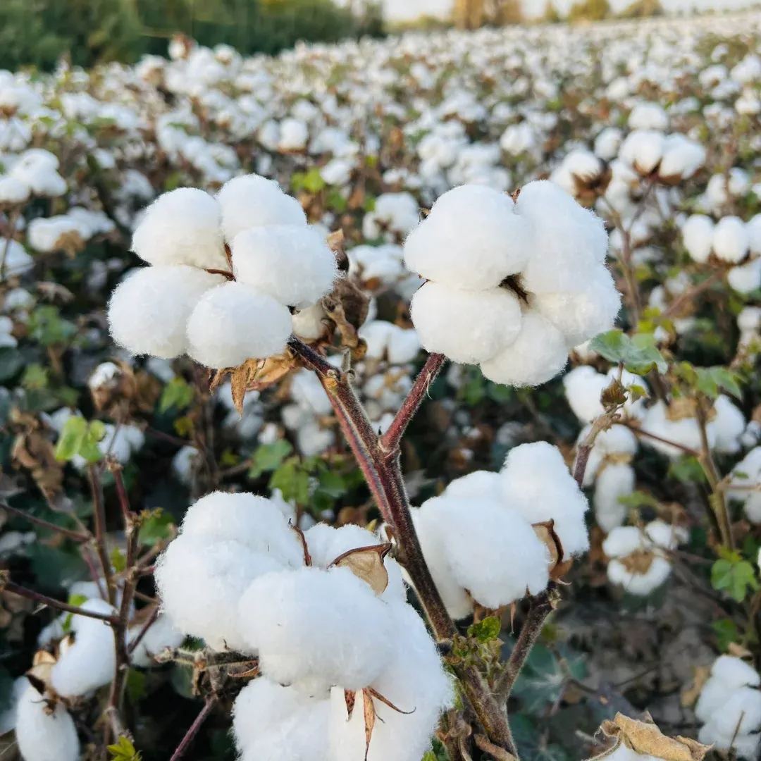 Cotton plant seeds
