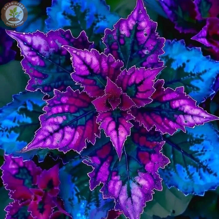 🖤Rare Black Coleus Seeds