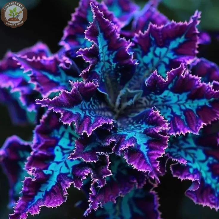 🖤Rare Black Coleus Seeds