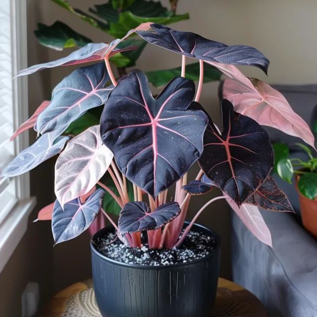 Rare Alocasias Seeds