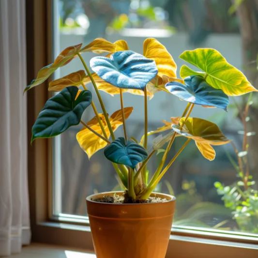 Rare Alocasias Seeds