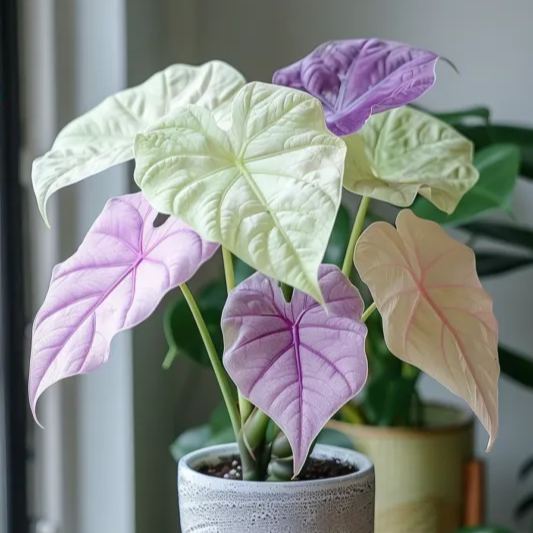 Rare Alocasias Seeds