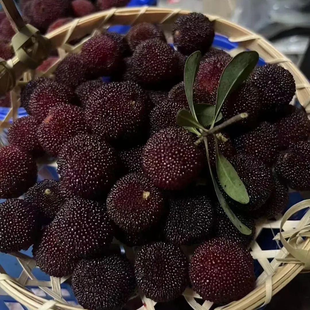 🍒 Giant Black Pearl Bayberry Seeds