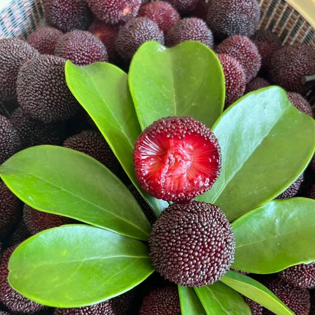 🍒 Giant Black Pearl Bayberry Seeds