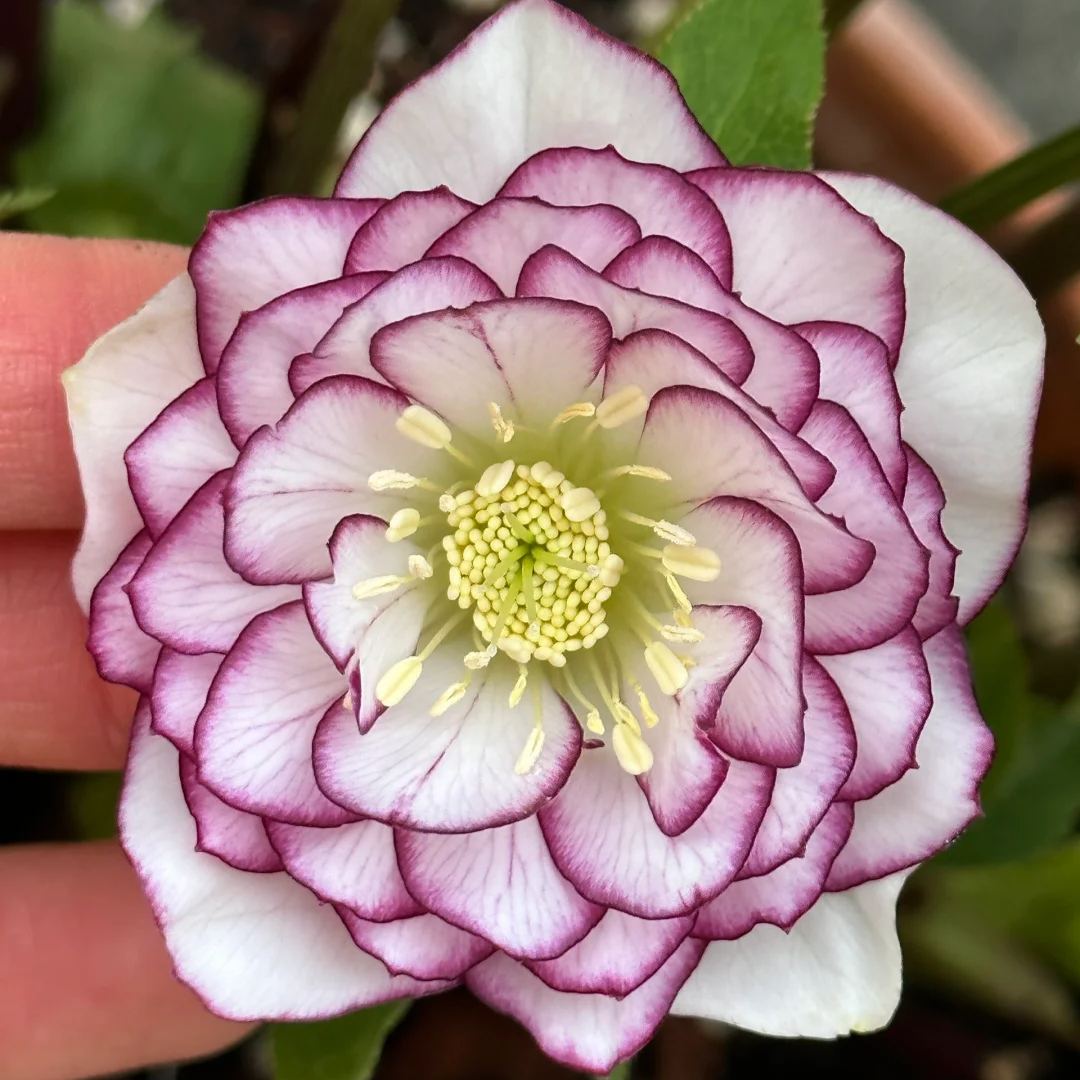 Christmas Rose Seeds