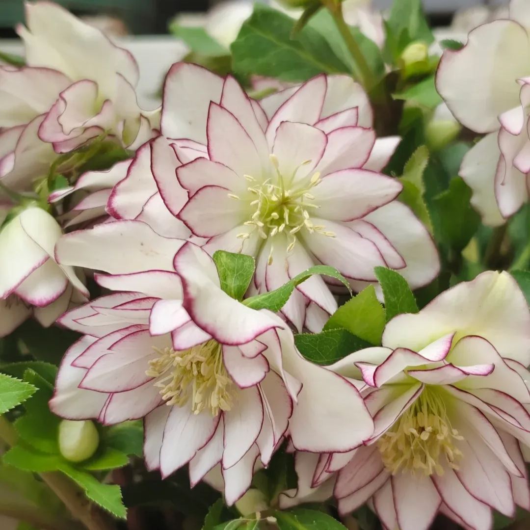 Christmas Rose Seeds