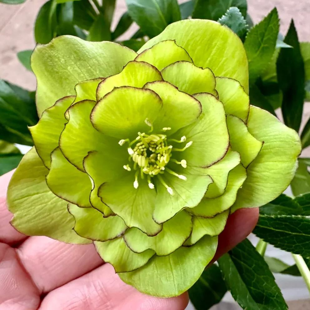 Christmas Rose Seeds