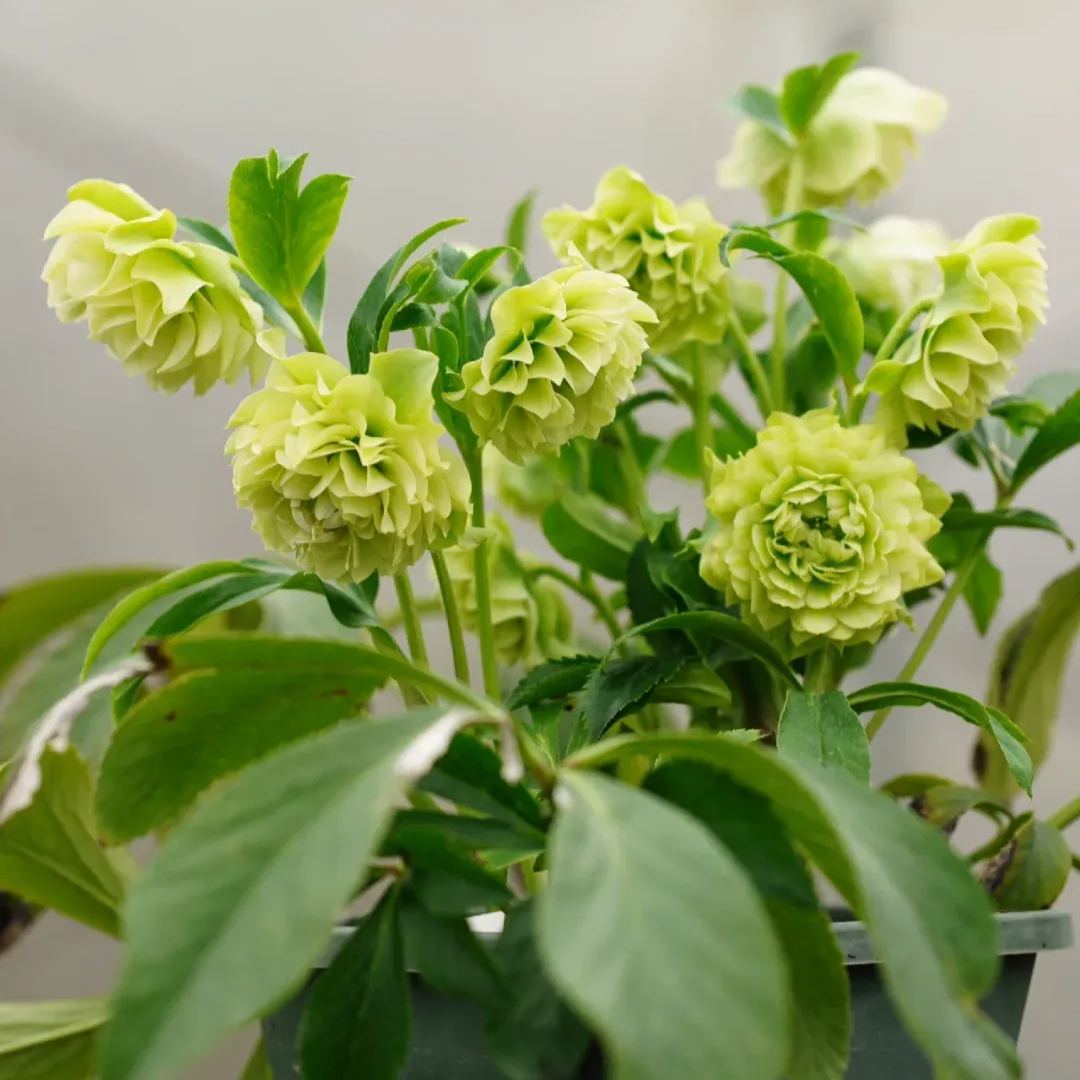 Christmas Rose Seeds