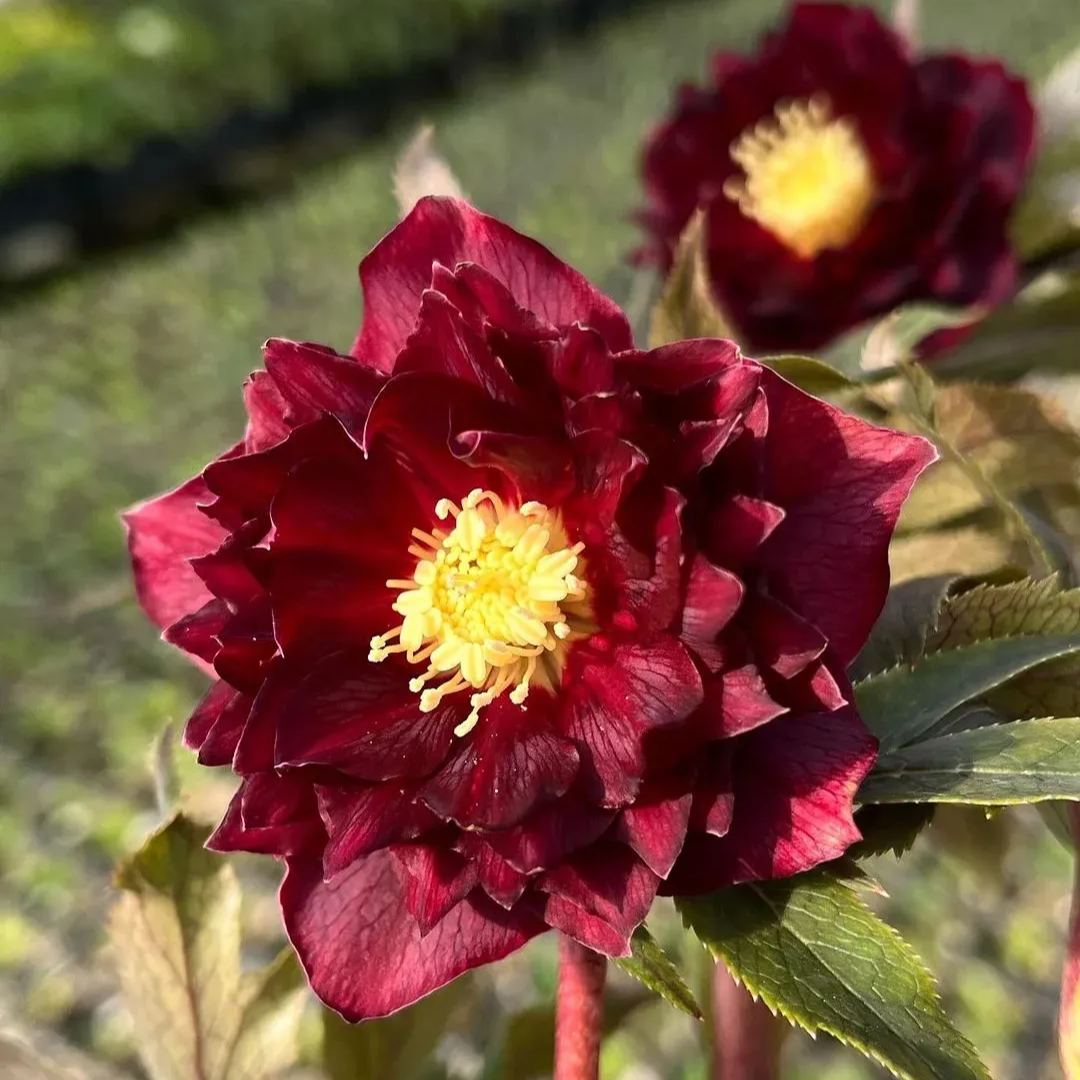 Christmas Rose Seeds