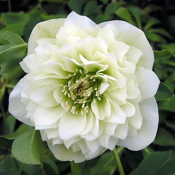 Christmas Rose Seeds