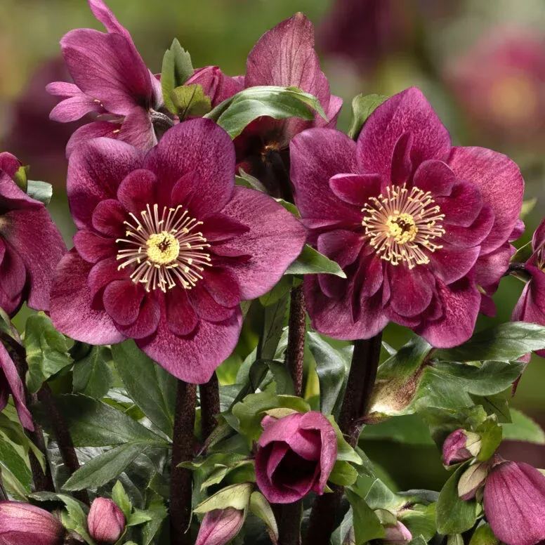 Christmas Rose Seeds