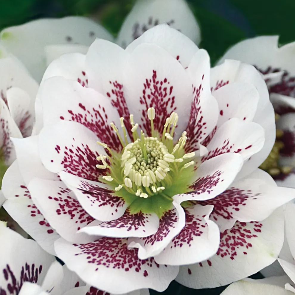 Christmas Rose Seeds