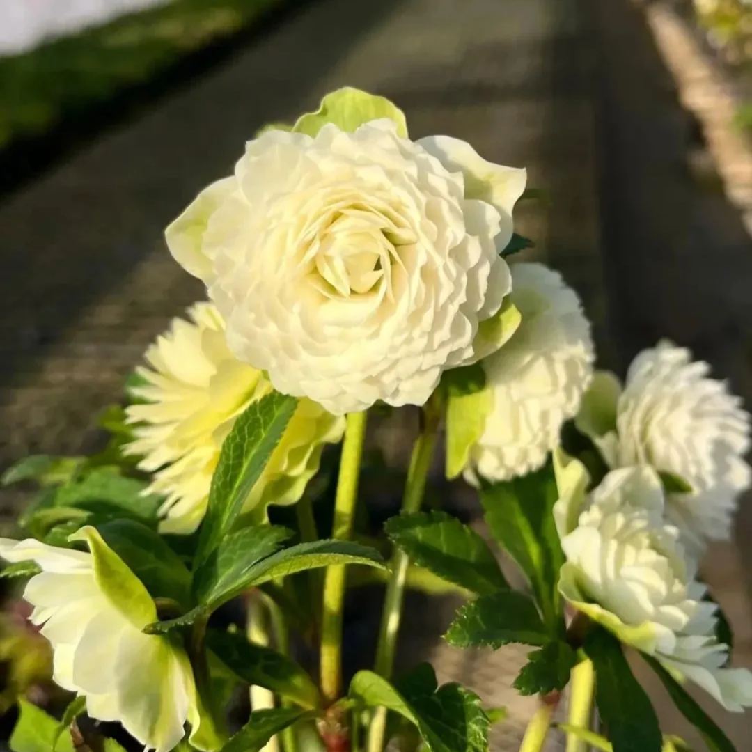 Super Double Christmas Rose Seeds