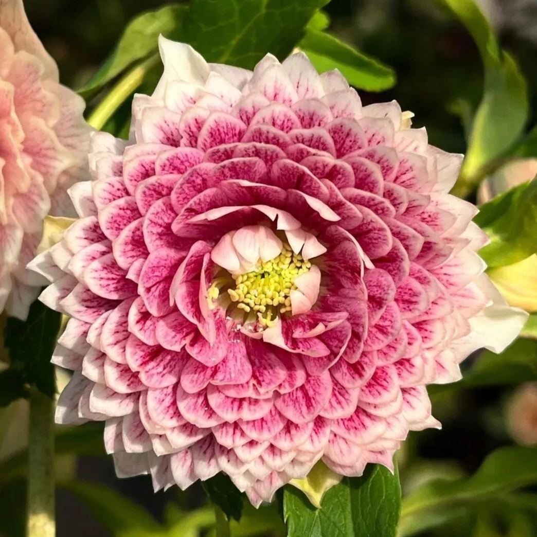 Super Double Christmas Rose Seeds