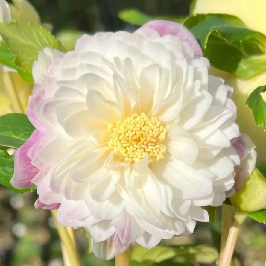 Super Double Christmas Rose Seeds