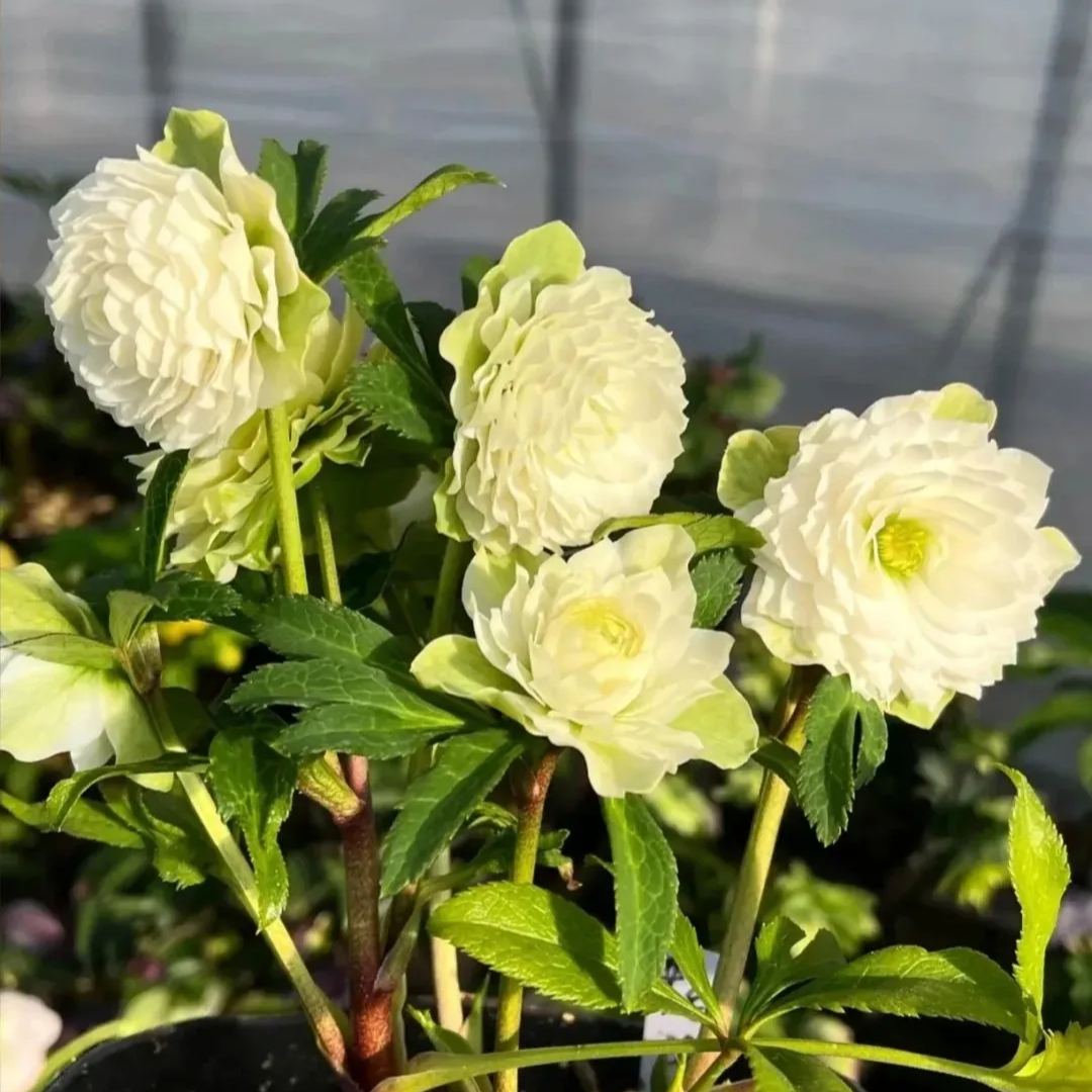 Super Double Christmas Rose Seeds