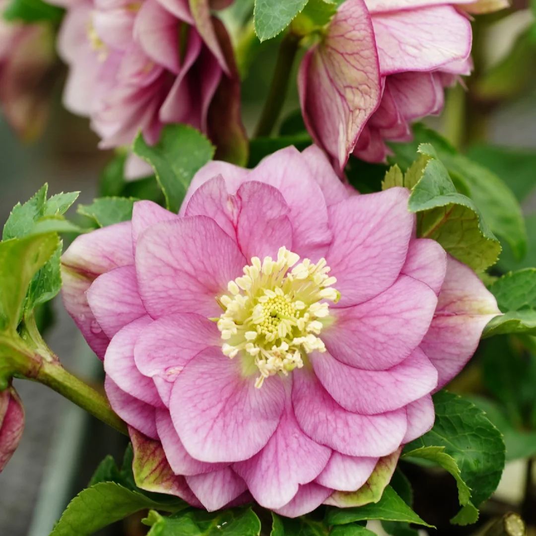Christmas Rose Seeds