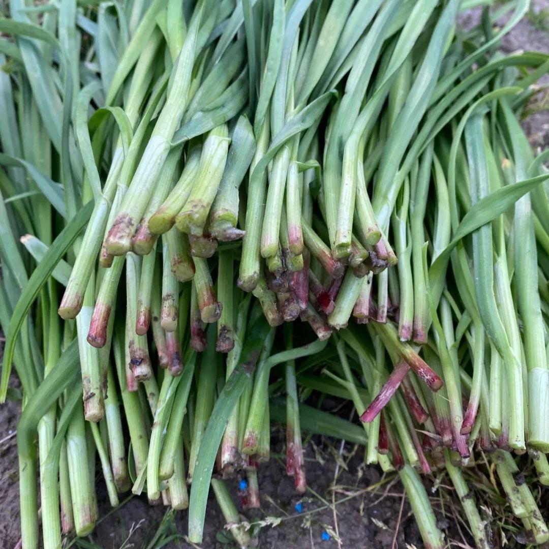 Red Root Chives Seeds