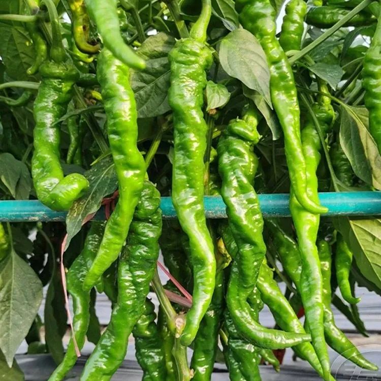 Shishito Pepper Seeds