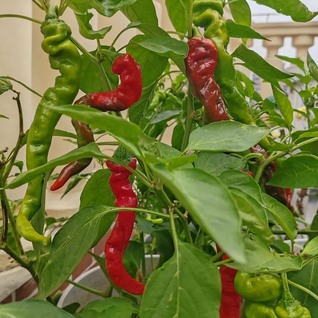 Shishito Pepper Seeds
