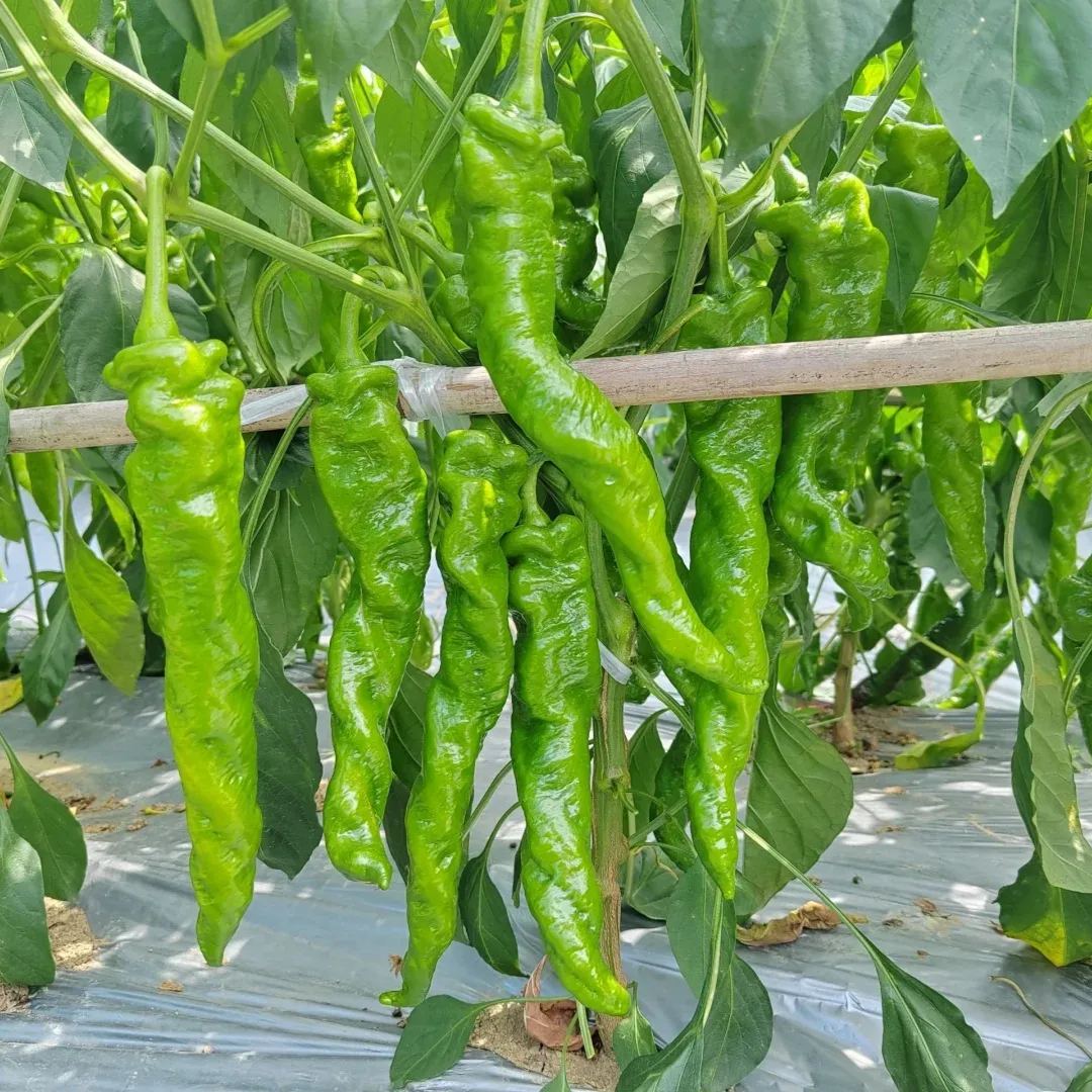 Shishito Pepper Seeds