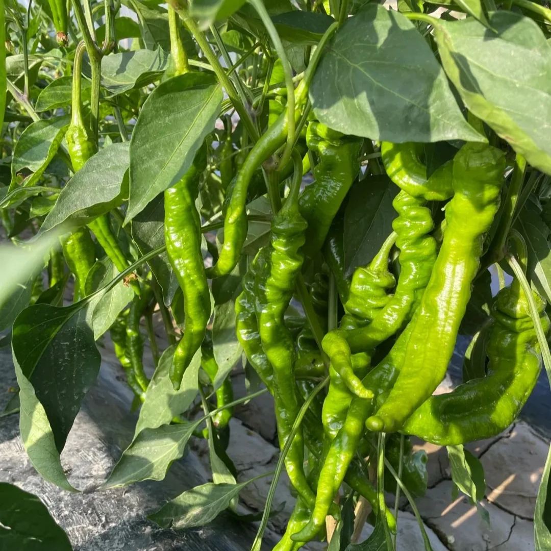 Shishito Pepper Seeds