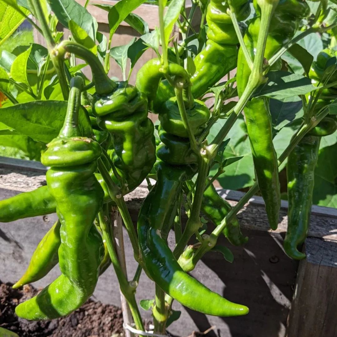 Shishito Pepper Seeds