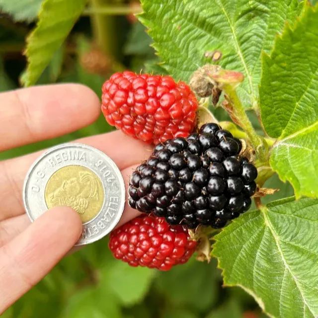 Four-Season Giant Blackberry Seeds