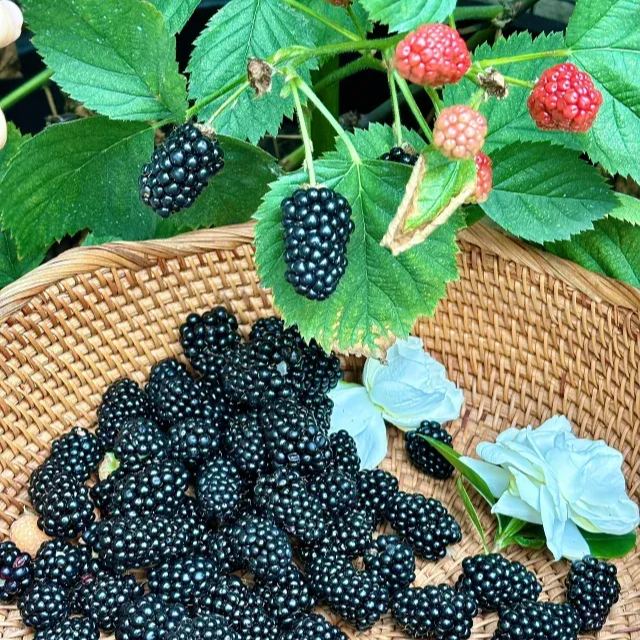 Four-Season Giant Blackberry Seeds