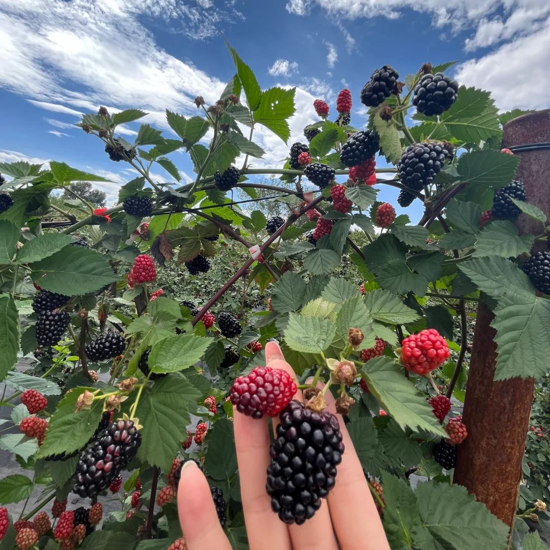 Four-Season Giant Blackberry Seeds