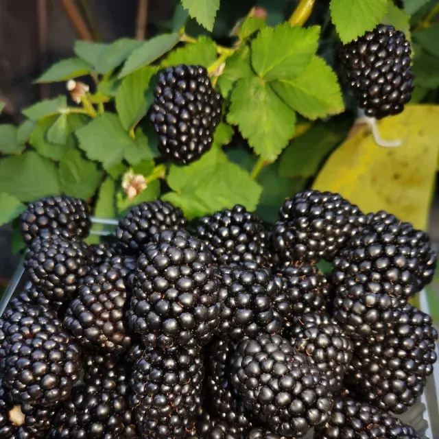 Four-Season Giant Blackberry Seeds